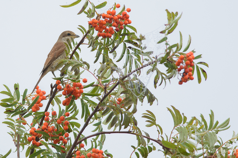 Punaselg-õgija, Lanius collurio, Red-backed Shrike