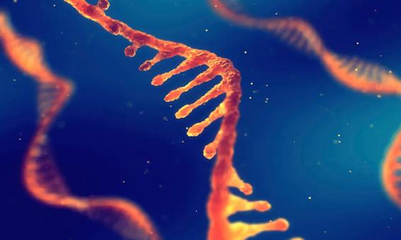 Ilustrasi struktur 3D dari untai molekul RNA