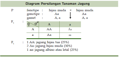  Kali ini kita akan mengulas wacana gen letal Pengertian dan misal Jenis Kelainan Akibat Gen Letal Dalam Proses Hereditas atau Pewarisan Sifat