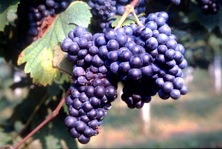 uvas para vinho lambrusco