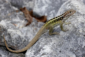 Lagarto de cola risada de Jeremie Leiocephalus melanochlorus