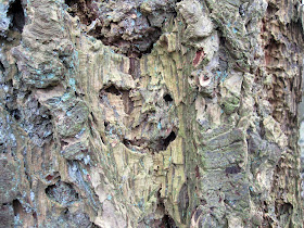 Bark of a Douglas Fir, Pseudotsuga species.  18 February 2012.