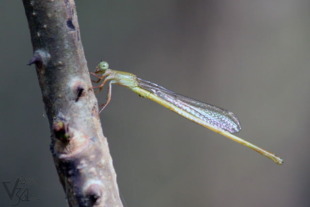 Damselfly