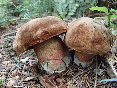 borowik ceglastopory, pociec Boletus luridoformis