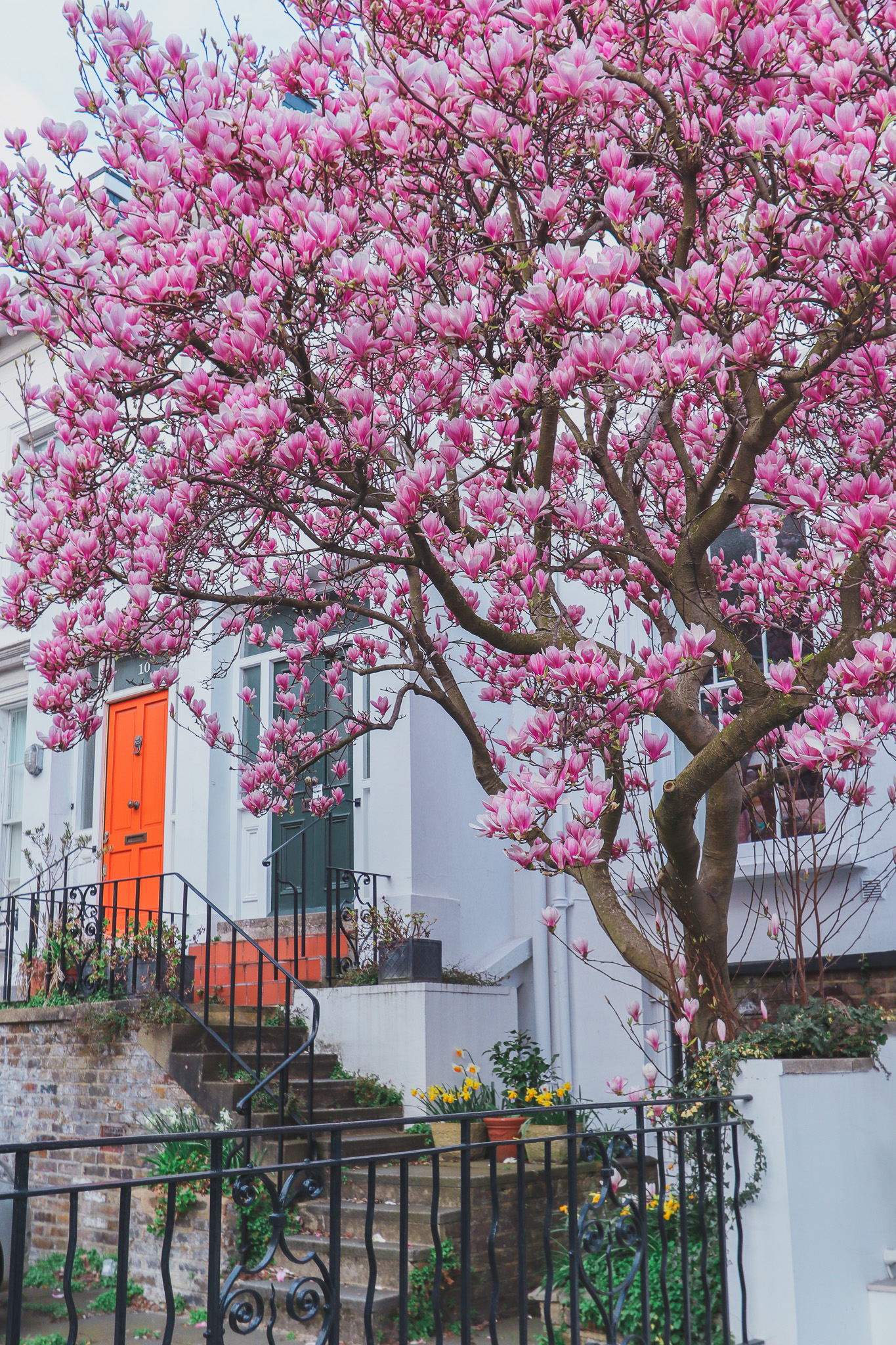 10 Allen Street magnolia blossoms