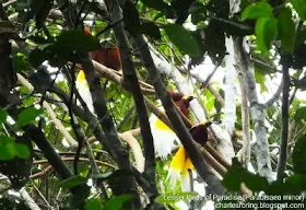Birding Tour in Sorong regency of West Papua, Indonesia