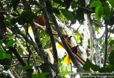 Birding Tour in Sorong regency of West Papua, Indonesia