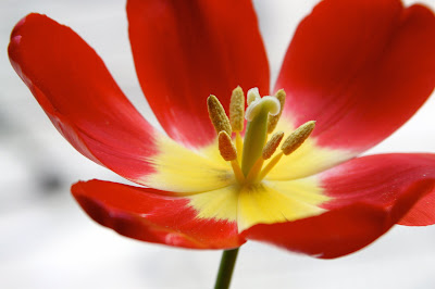 Red Tulips flower Desktop wallpaper