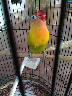 Cetaklah Lovebird Konselt Sejak Balibu - Ini Dia 4 Cara Ampuh Cetak Burung Lovebird Konslet