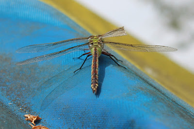 Grote Keizerlibel - Grutte Keizer - Anax imperator