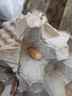 Broad-bordered Yellow Underwing