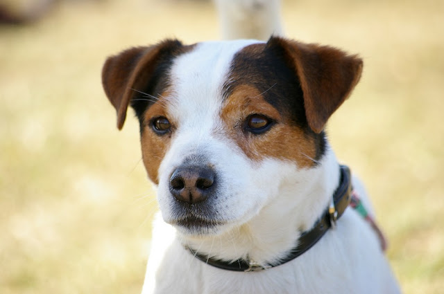 Can Dogs Eat Cheerios? Is Your Dog Loving Cheerios?