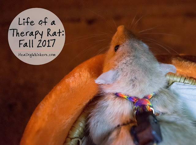 Life of a Therapy Rat: Fall 2017