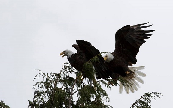 Bald Eagle