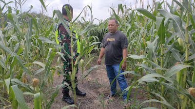 Babinsa Koramil 03/Seruway Dampingi Petani Merawat Tanaman Jagung