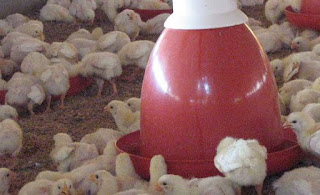 Saat ini tingginya harga pakan menjadi alasan melambungnya harga ayam potong di pasaran Usaha Ternak Ayam Potong Kemitraan