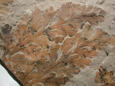 Fossil of an extinct fern(Zeilleria Frenzlii)- Shubham Singh (Universe)