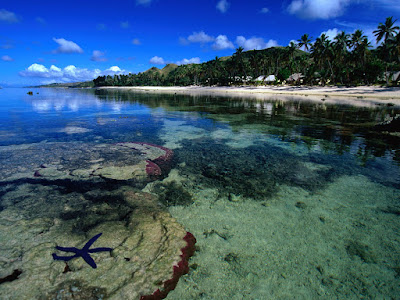 Starfish along the Coral Coast