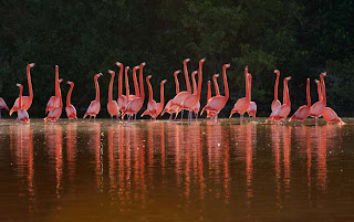 Foto Burung Flamingo yang Indah