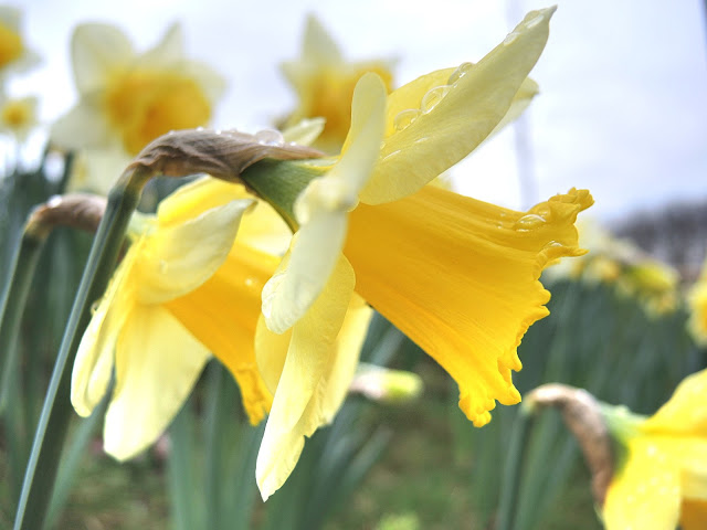 Maartse narcissen in Deurne