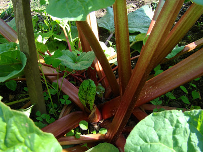 potager bio mai 2013 rhubarbe