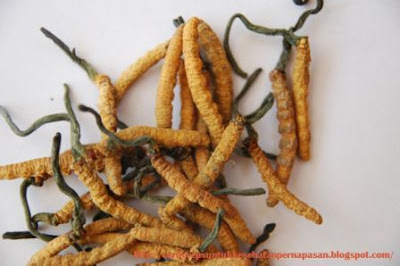 Cordyceps