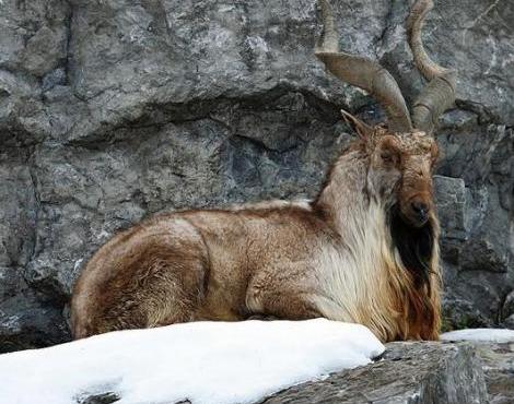 Beautiful,cute,brown,white markhor  is sitting in hill,wallpapers,pictures,images  