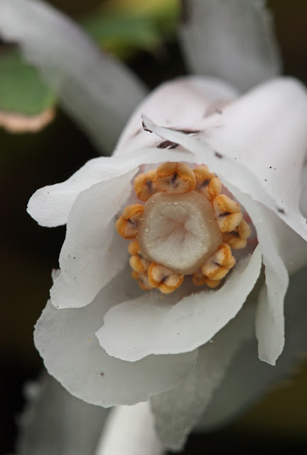 Вертляница одноцветковая / Подъельник одноцветковый (Monotropa uniflora)