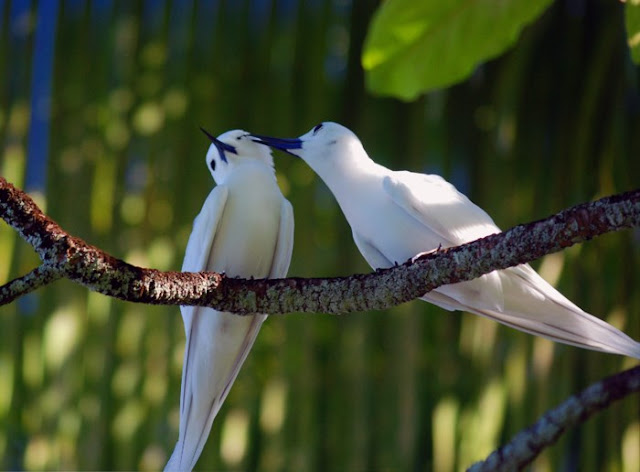 Chim nhàn trắng là một loại chim biển có kích thước nhỏ với bộ lông màu trắng, chiếc mỏ dài màu đen, đôi chân màu vàng.