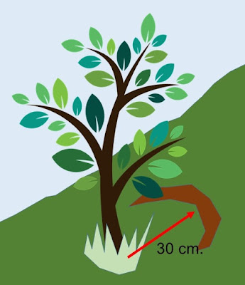 Diagrama. Aplicación de humus de lombrices en frutales sembrados en terrazas.