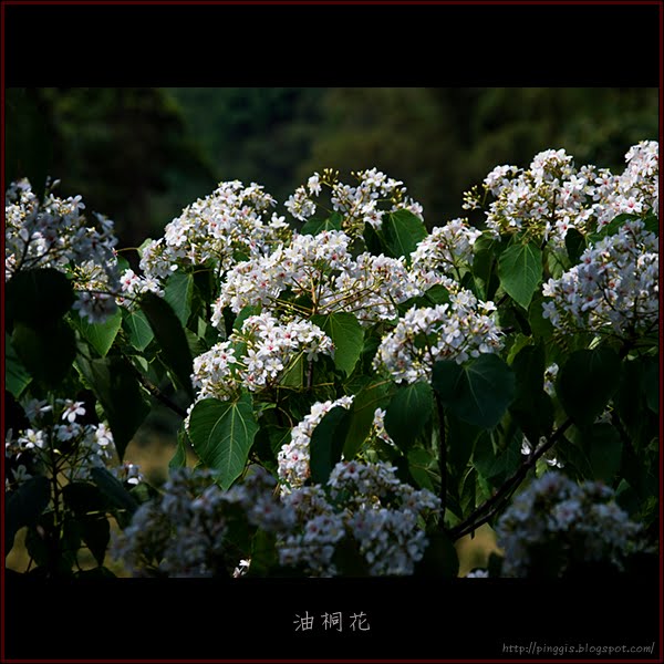 油桐花
