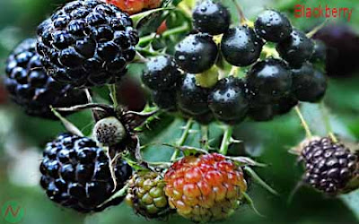 blackberry fruit; blackberry