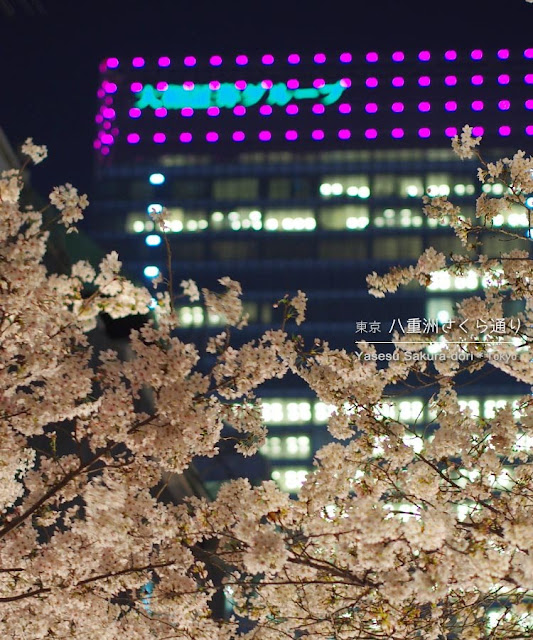 八重洲さくら通りの桜