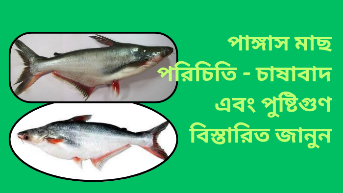 পাঙ্গাস মাছ - পরিচিতি - চাষাবাদ, এবং পুষ্টিগুণ বিস্তারিত জানুন