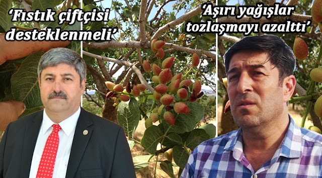 ‘Aşırı yağışlar fıstıkta tozlaşmayı azalttı’