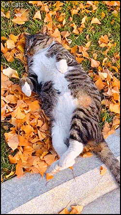Funny Cat GIF • Exhausted cat sleeping on fall leaves Zzzz Zzzz [ok-cats.com]
