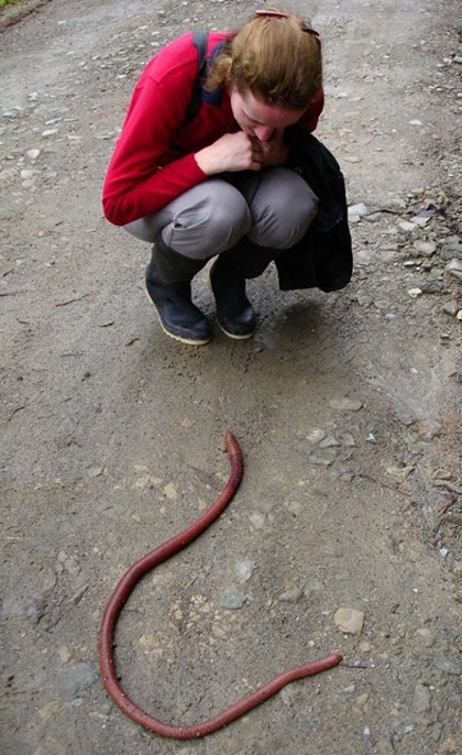 Umoor-insolites-ver-de-terre-gigantesque-3