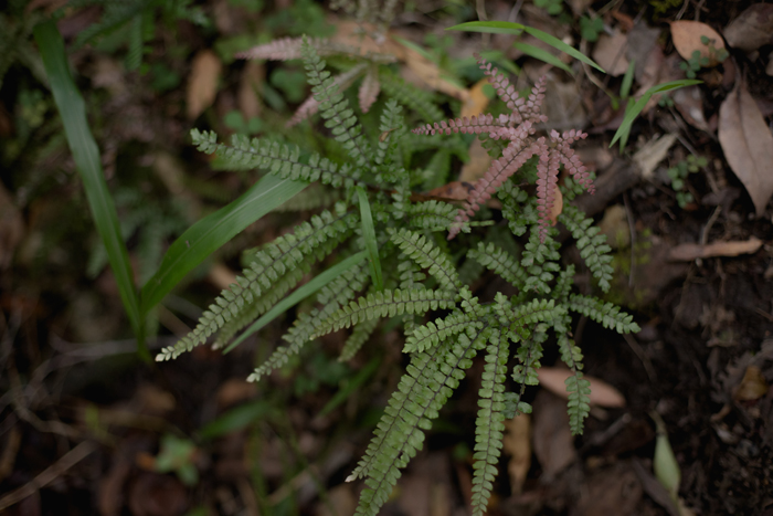 ferns