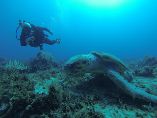 Pearl Diving in Qatar