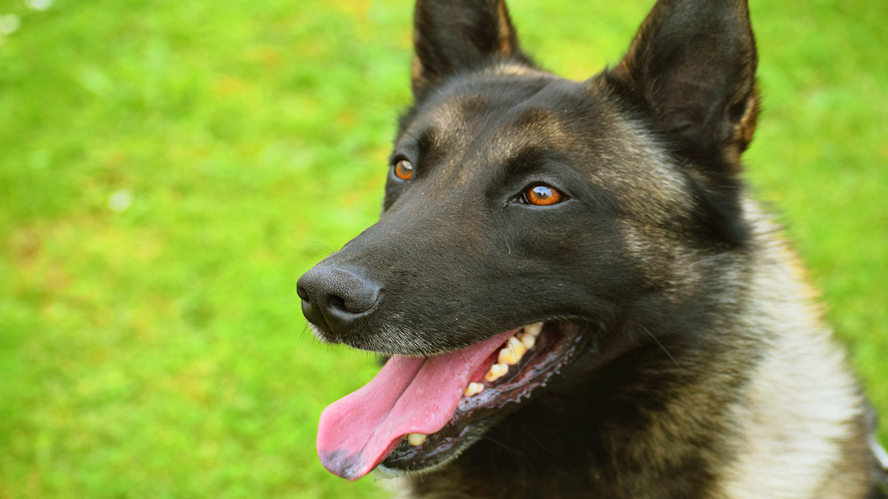 berger malinois