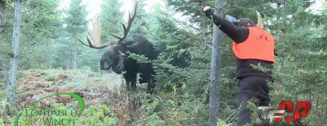 Cette Homme s’approche à quelques centimètres d’un orignal mâle et le défie