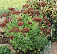 Autumn Sedum2