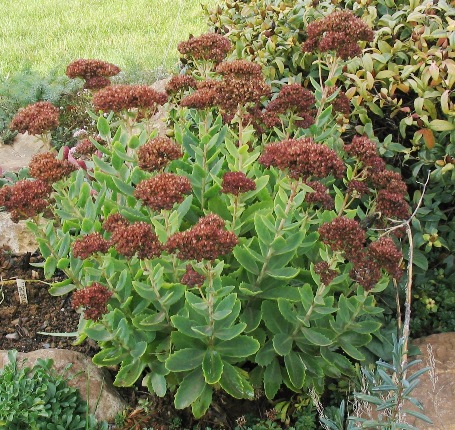 Autumn Sedum2