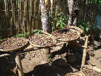 Coffee Luwak on Kopi Luwak Is The Most Expensive Coffee In The World Selling For