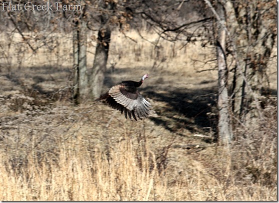 turkey_flight2
