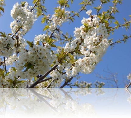 blomstrende træ