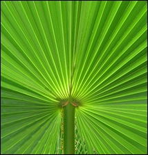 Palm Leaf-5