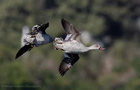 Two Cape Teal Ducks in Flight Woodbridge Island Image Copyright Vernon Chalmers Photography