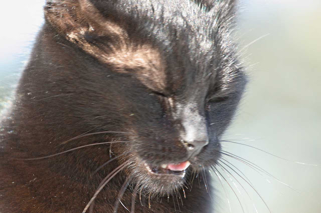 black feral cat with head bowed as if in silent prayer