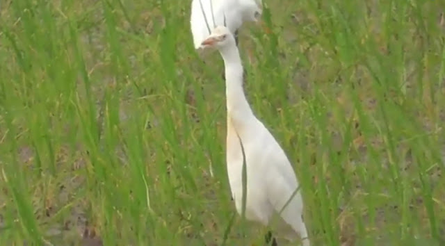 Gambar burung blekok sawah sedang mencari makan di persawahan